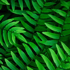close up photography of green fern plants